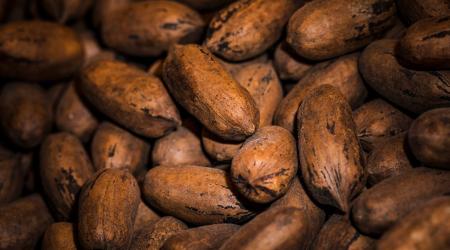 Elaboración de Productos a Base de Cacao