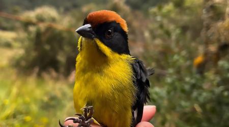 Manipulación de aves en redes de neblina